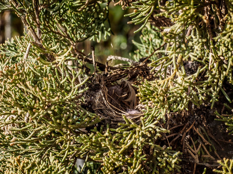I inspected the cypresses for processionally caterpillars, but only found the odd bird's nest