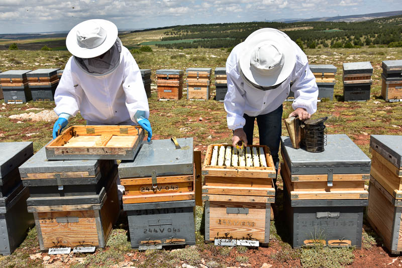 Toni the beekeeper and beekeeping