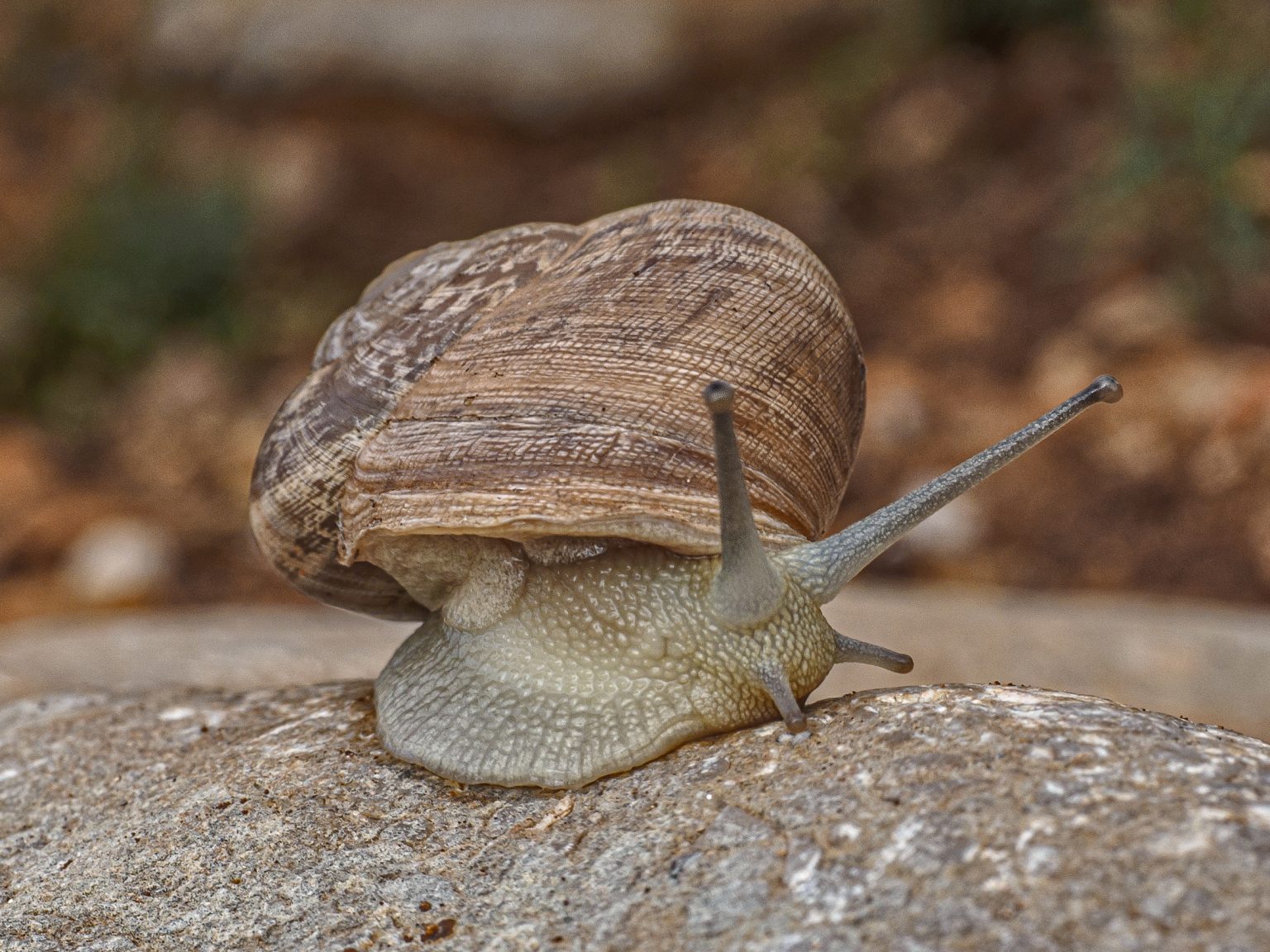 The snail baggers UP A MOUNTAIN IN SPAIN