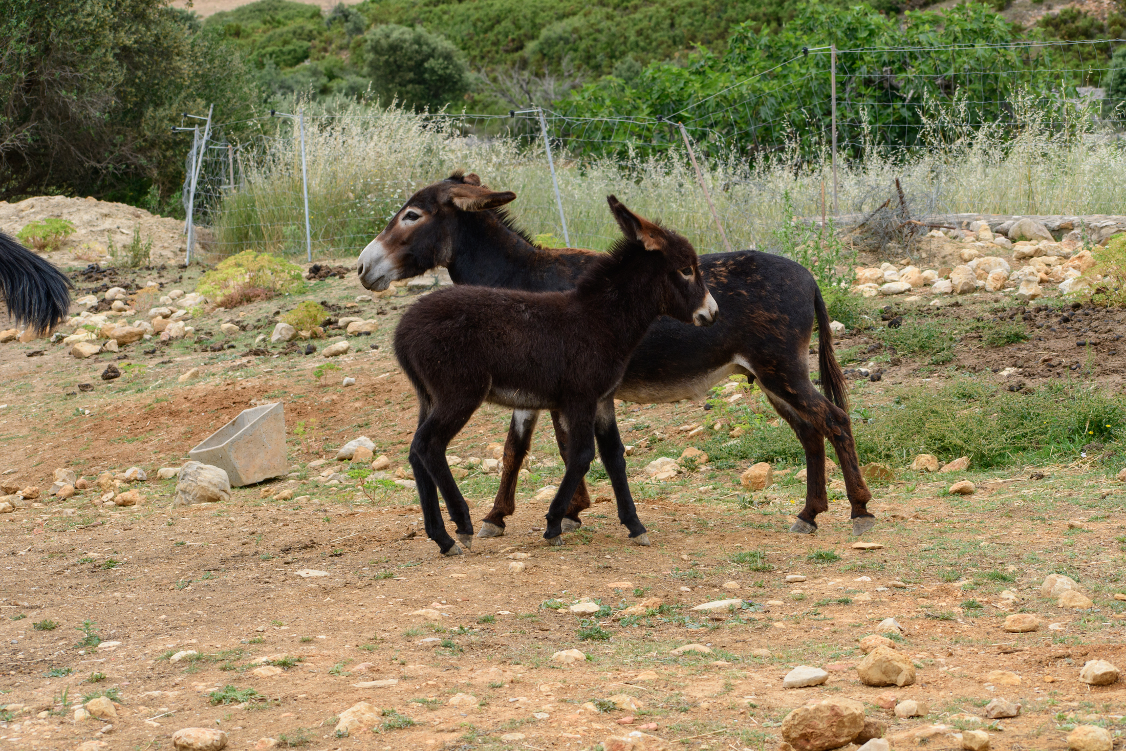 Donkeys, mother and child