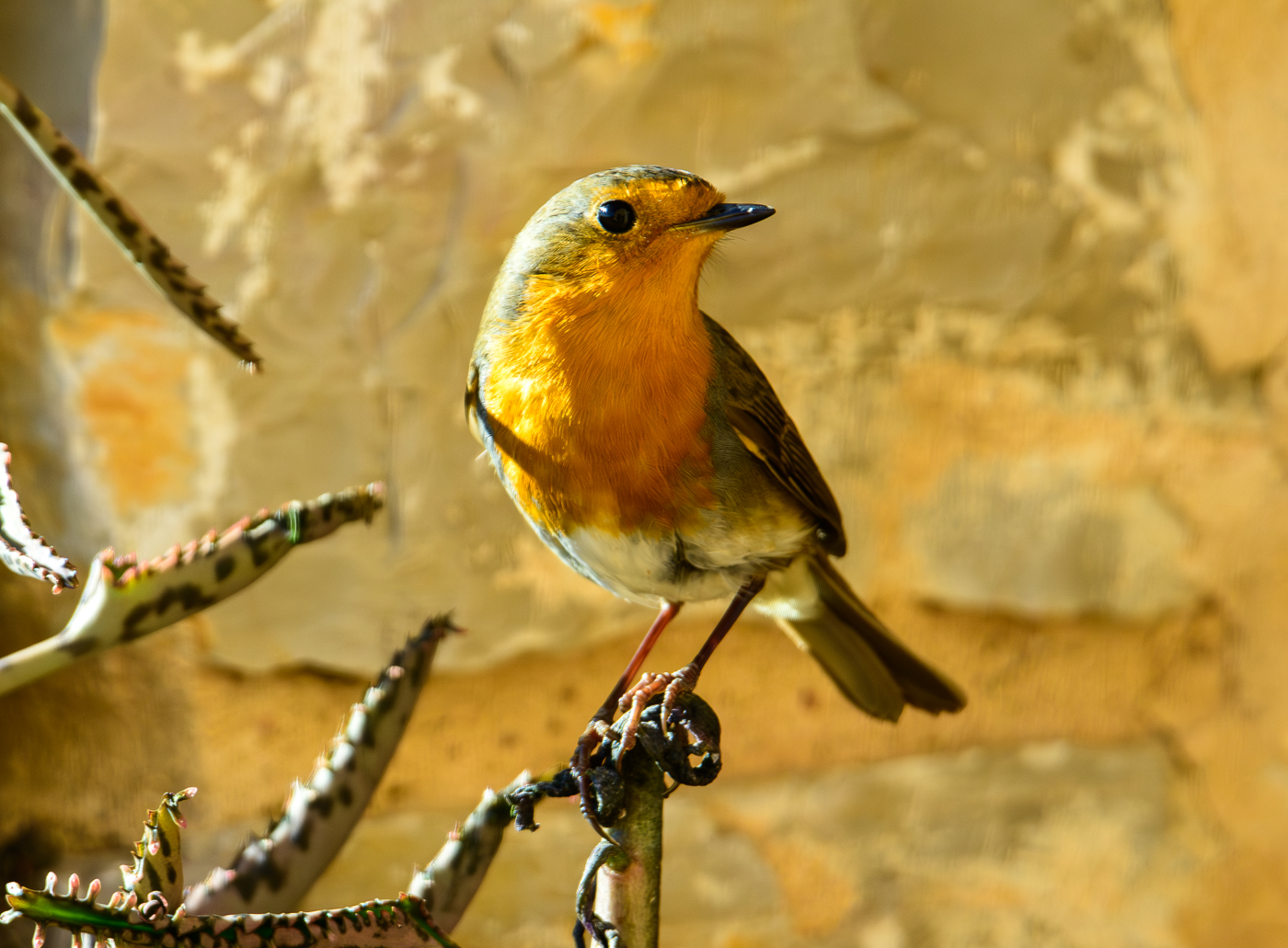 Medam Robi A right madam robin redbreast taps on my window - UP A MOUNTAIN IN SPAIN