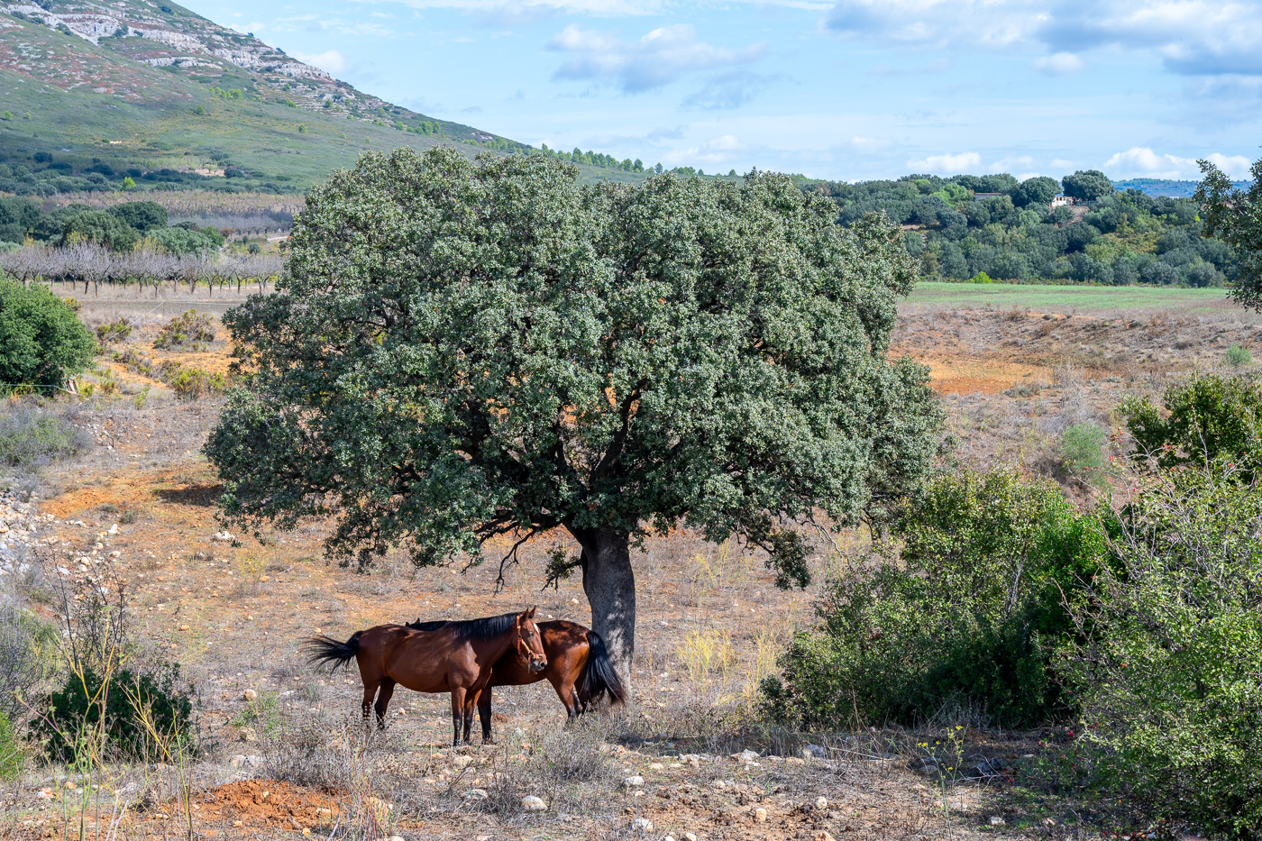 Horses sheltering in the shade at Pou de Piques