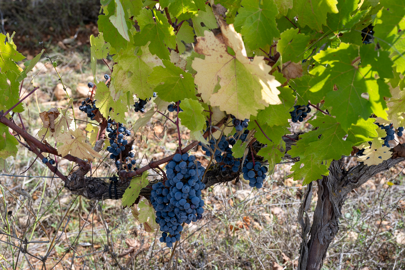 The bizarre weather had produced very small grapes at the bodega