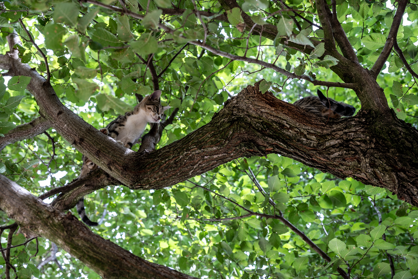 An agile cat competing for a spidorman award!